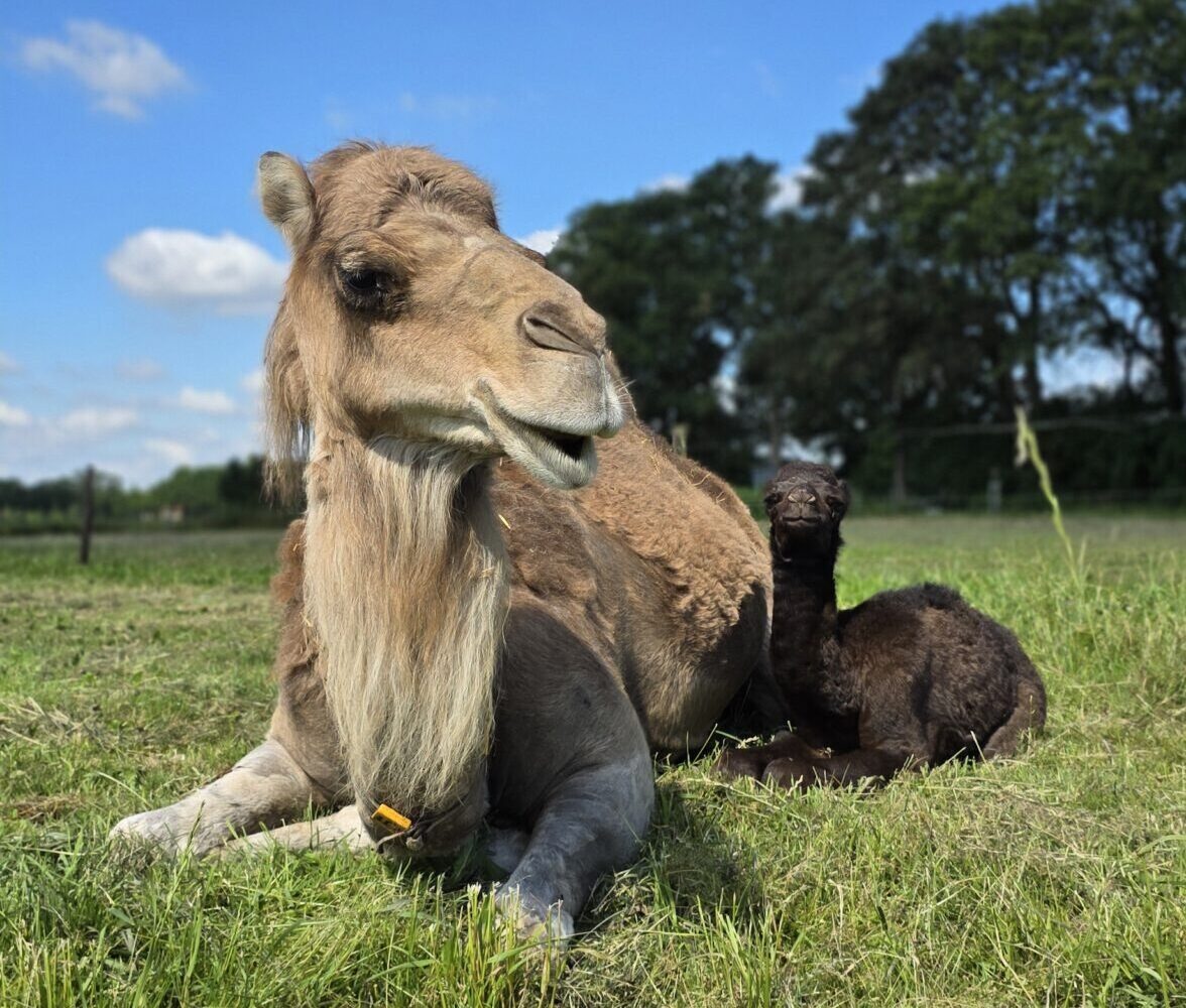 Nina met kalf